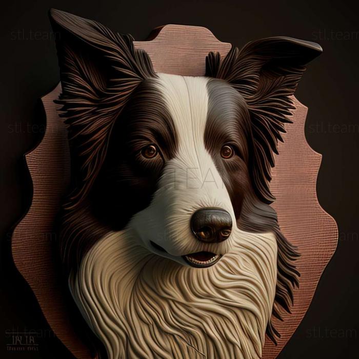 Animals Border Collie dog